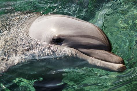 How long can a dolphin hold its breath. Things To Know About How long can a dolphin hold its breath. 